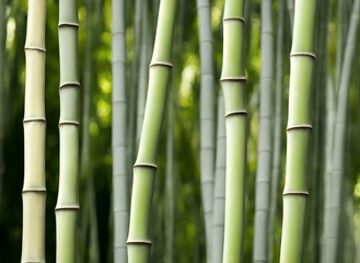 Illustration of bamboo forest, generative ai