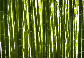 Illustration of bamboo forest, generative ai