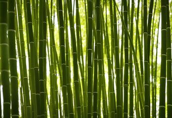 Fototapeta premium Illustration of bamboo forest, generative ai