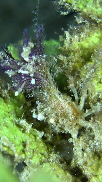 Vertical video of Unknown decorator crab with hydroid and soft coral on top walking on leaf