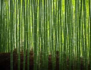 Obraz na płótnie Canvas Illustration of bamboo forest, generative ai