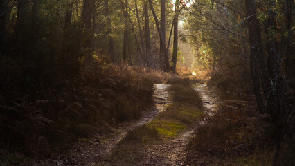 Obraz premium Chemin de terre, serpentant dans la forêt, mis en valeur par le crépuscule