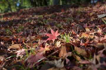 地面に落ちたカエデの紅葉に木漏れ日があたっている風景