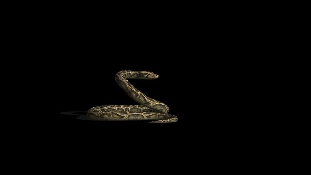 Snake Defence Attack Transparent Alpha Video