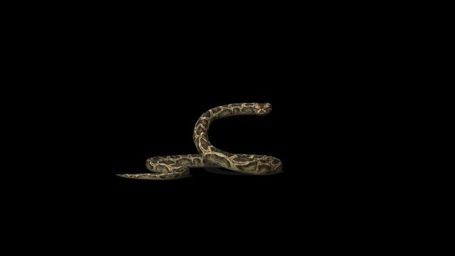 Snake Defence Attack Transparent Alpha Video