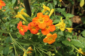 Orange flower looks beautiful