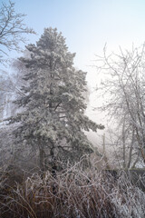 Natur, Stadtnaher Wald, Reif Fichte Feldrand