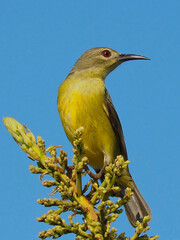 Brown-throated Sunbird