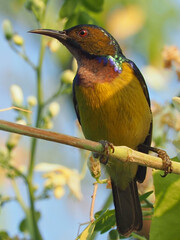 Brown-throated Sunbird