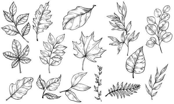 leaf handdrawn illustration