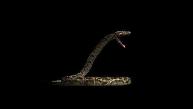 Snake Defence Attack Transparent Alpha Video
