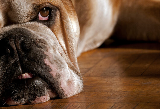 English bulldog, laying on the wooden fllor, close-up for snout, nose and eye, seriously looking into the lens