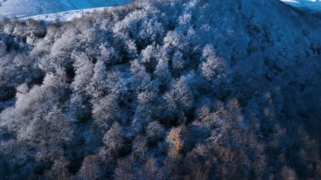 Beech forest with snow in Puerto de los Tornos, between Cantabria and Burgos. Aerial view from a drone. Castile and Leon, Spain, Europe