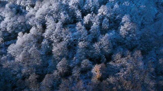 Beech forest with snow in Puerto de los Tornos, between Cantabria and Burgos. Aerial view from a drone. Castile and Leon, Spain, Europe