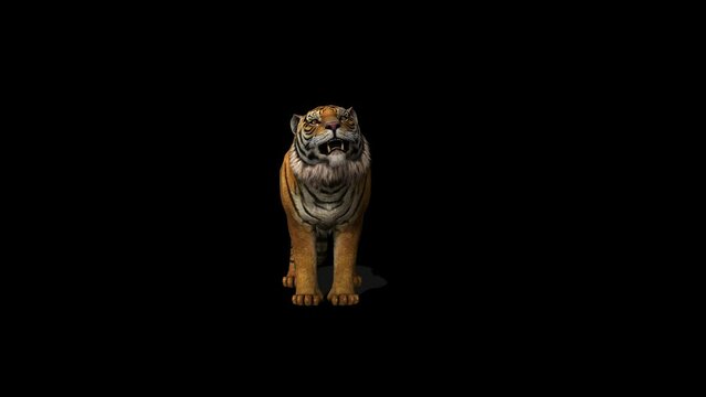 Tiger Howling Transparent Alpha Video