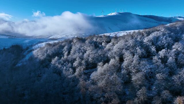Beech forest with snow in Puerto de los Tornos, between Cantabria and Burgos. Aerial view from a drone. Castile and Leon, Spain, Europe