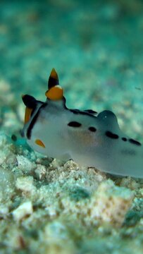 Vertical video of Pikachu nudibranch moving over sand