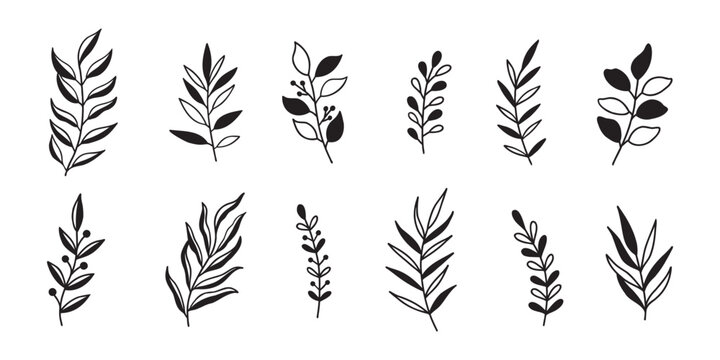 Vector leaves botanical doodle floral element vintage vector illustrations