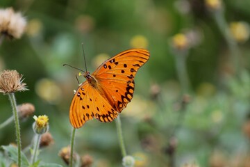 inseto borboleta – rhopalocera