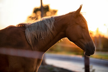 horse in the stable