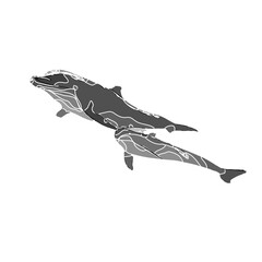 Dolphin black and white drawing design with color border and transparent background