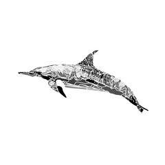 Dolphin black and white drawing design with color border and transparent background