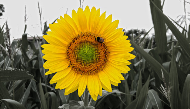 girasol & abeja contraste de color amarilo
