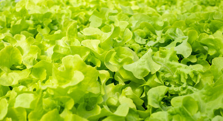 Green Lettuce leaves on garden beds in the vegetable field. Gardening background with green Salad plants in the open ground, banner. closeup. Leaf Lettuce in garden bed, green vegetable background