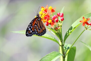 inseto borboleta – rhopalocera