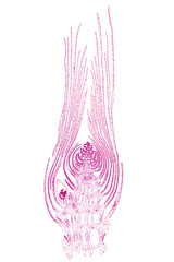 Apical bud of an aquatic plant, longitudinal section, 20X light micrograph. Whole bud, under the light microscope, eosin stained for better visualization. Isolated, on white background.