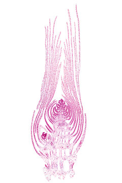 Apical bud of an aquatic plant, longitudinal section, 20X light micrograph. Whole bud, under the light microscope, eosin stained for better visualization. Isolated, on white background.