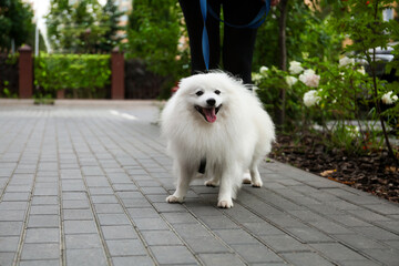 Woman walking with cute fluffy Japanese spitz on city street, closeup