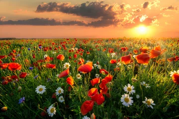 Fototapeten Summer sunrise over field of wild flowers © Piotr Krzeslak