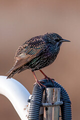 Estornino pinto posado en distintas posaderos
