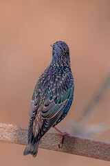 Estornino pinto posado en distintas posaderos