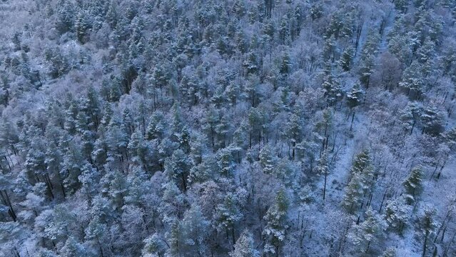 Snowy landscape of beech and wild pine forests in Puerto de los Tornos, between Cantabria and Burgos. Aerial view from a drone. Town of Aguera. The Merindades. Burgos. Castile and Leon, Spain, Europe