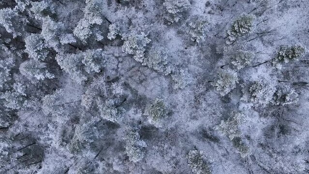 Snowy landscape of beech and wild pine forests in Puerto de los Tornos, between Cantabria and Burgos. Aerial view from a drone. Town of Aguera. The Merindades. Burgos. Castile and Leon, Spain, Europe