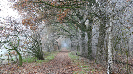 leśna droga w zimowym klimacie full HD © Sylwester
