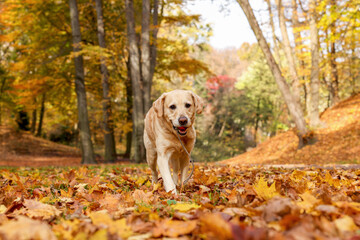 Cute Labrador Retriever dog with toy ball in sunny autumn park