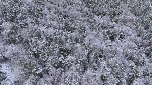 Snowy landscape of beech and wild pine forests in Puerto de los Tornos, between Cantabria and Burgos. Aerial view from a drone. Town of Aguera. The Merindades. Burgos. Castile and Leon, Spain, Europe