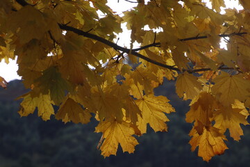 Autumn colors in an urban park