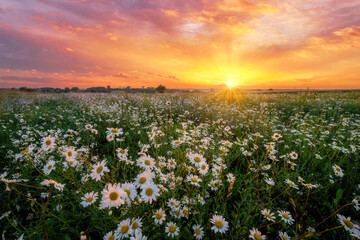 Summer sunrise over field of wild flowers