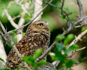 Burrowing owl sideways
perched on a tree, over green blurred vegetation background