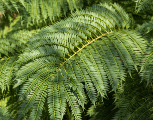 background from the branches of jacaranda mimosifolia . selective focus.closeup. wallpaper. High...