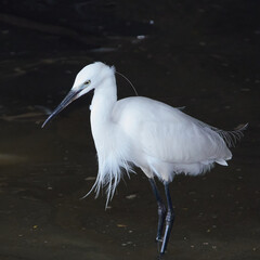 Little Egret