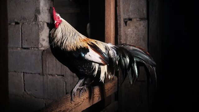 beautiful rooster sits on a hen and looks around