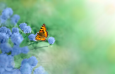 A butterfly sits on a flower in close-up