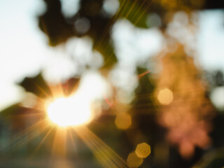 A blurry view of spring flowers and leaves falling on the golden rays of the sun. Flaring and...