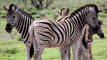 zebras on safari in namibia, africa