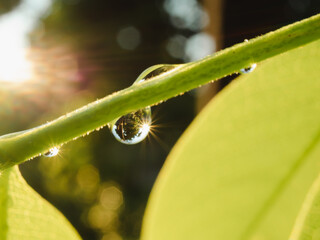 Blurry scenery of dew on the branches and spring leaves falling on the golden rays of the sun....